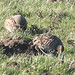 Kent Partridge Photo 11