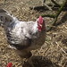 Sandy Gwyn Photo 7