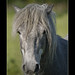 Paul Manes Photo 6