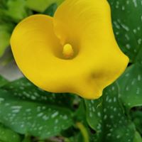 Sandy Brooks Photo 51