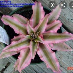 Joann Waters Photo 14