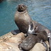 Devon Seal Photo 9