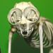Lori Bone Photo 5