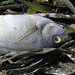 Joseph Fish Photo 38