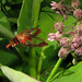 Sandra Moths Photo 7