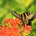 Larry Scott Photo 22