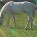 Connie Thornton Photo 13