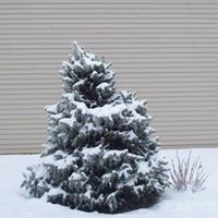 Debbie Shelton Photo 43