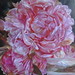 Catherine Hewitt Photo 18