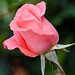 Rosa Gracia Photo 26