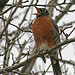 Robin Davenport Photo 16
