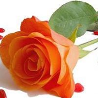 Muhammad Naeem Photo 39
