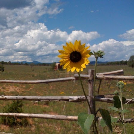 Brenda Harrington Photo 21