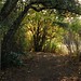 Arch Henderson Photo 12