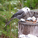 Jay Priest Photo 11