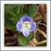 Veronica Flowers Photo 27