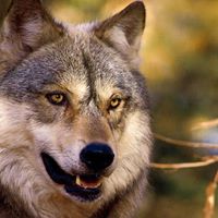 Randy Randolph Photo 7