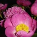 Leesa Flowers Photo 8