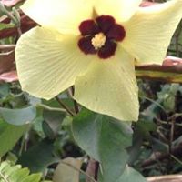Janet Morelli Photo 13