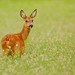 Dennis Buck Photo 9