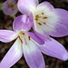 Connie Hanson Photo 16