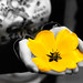 Sara Flowers Photo 17