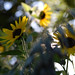 Susan Withrow Photo 17