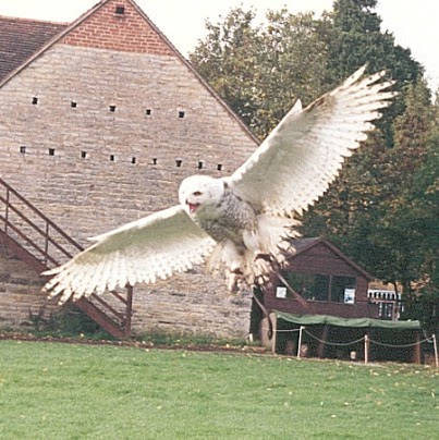David Windham Photo 6