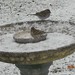 Debra Goss Photo 8