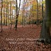Forrest Leaf Photo 3