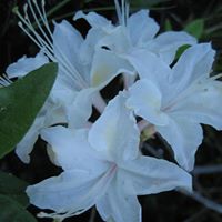 Nancy Jacoby Photo 4