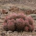 Donna Mines Photo 6