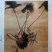 Sarah Forman Photo 12