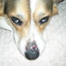 Freddie Gross Photo 6