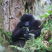 William Applebaum Photo 4