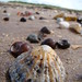 Craig Shell Photo 11