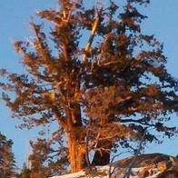 Janice Redden Photo 13