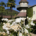 Jean Rose Photo 28