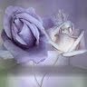 Elizabeth Michaelis Photo 10