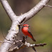 Linda Vermillion Photo 12