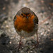 Robin Rains Photo 17