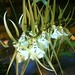 Rex Flowers Photo 9
