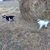 Jane Westfall Photo 8
