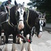Troy Harness Photo 12