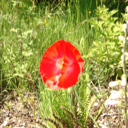 Debra Lovelace Photo 7
