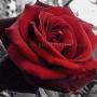 Sandra Byers Photo 10