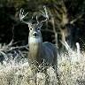 Carl Myers Photo 34