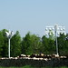 Dan Fortier Photo 9