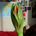 Amarylis Smith Photo 9