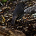 Robin Caples Photo 4